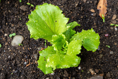 Blonde curly leaf lettuce