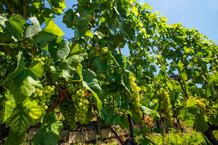 Vineyards and itineraries on Lake Geneva, grapes in maturation