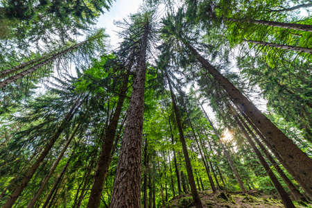 A pine forest, shot from below, looking upwards. Pines, sky and light. Ecosystem, nature and forests.の写真素材