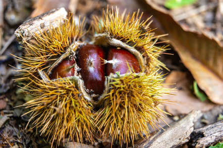 Ripe chestnuts, still in their hedgehog, just fallen from the tree.の写真素材