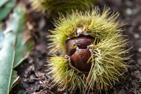 Ripe chestnuts, still in their hedgehog, just fallen from the tree.の写真素材