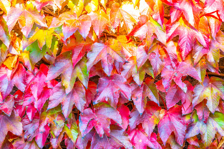 Red colored autumn leaves of climbing plant on a wall.