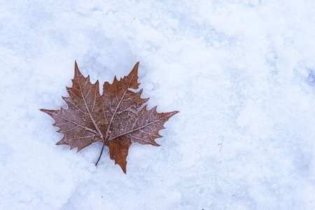 Autumn leaf, on fresh snow, and covered with frost; night frost, frost and winter.の写真素材