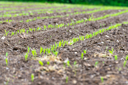 Field cultivated with maize. Newly sprouted maize plants. Maize shortage and new cultivation.