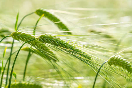 Cultivated wheat field and ears of wheat photographed up close.の写真素材