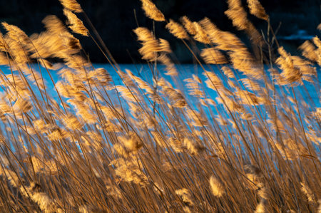 Reed thicket, arundo donax plants, photographed in spring, backlit.
