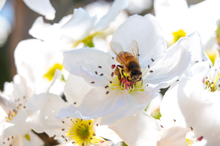 White Nashi flower, just bloomed, on which a bee has landed. Spring, pollination and the life of bees.の写真素材