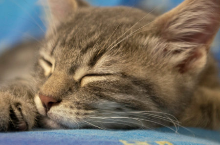 sleeping kittenの写真素材