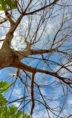 Blue sky with clouds seen through trunk and branches of dry treetop.の写真素材