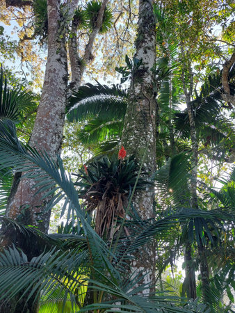 Bromeliads bloom on tree trunks in a tropical forest with palm trees.