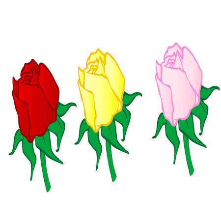 illustration  red ,yellow,pink roses on a white backgroundのイラスト素材