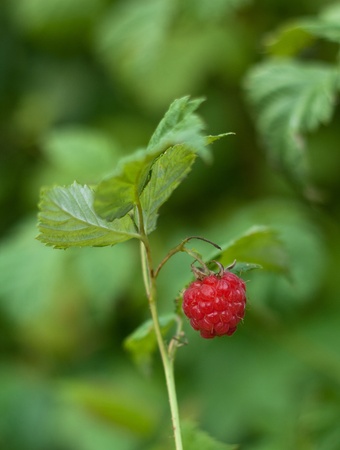 red raspberry の写真素材