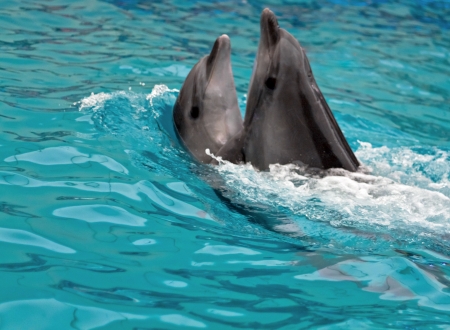 family of dolphins dances teamの写真素材