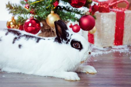 rabbit christmas white isolated backgroundの写真素材