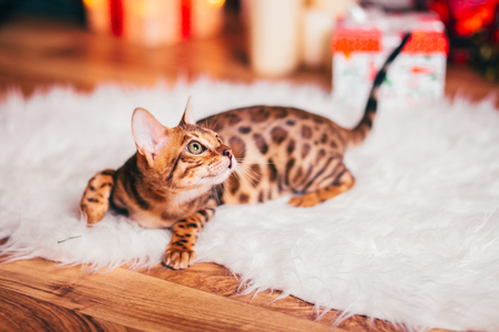 bengalcat kitten brown spotted bengalの写真素材