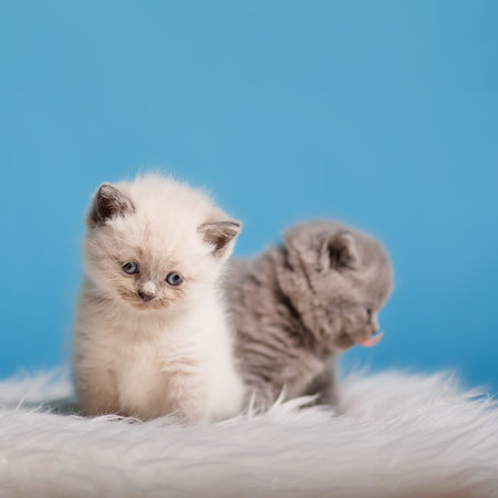 kitten babys cat animal small
