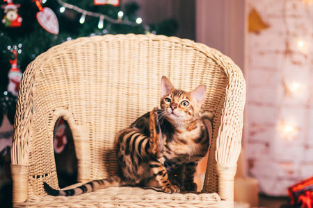 bengalcat kitten brown spotted bengalの写真素材