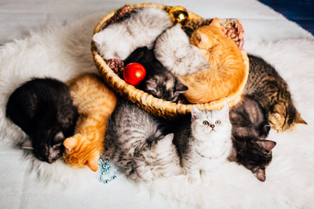 kitten babys cat animal small