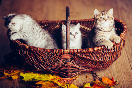 kitten babys cat animal smallの写真素材