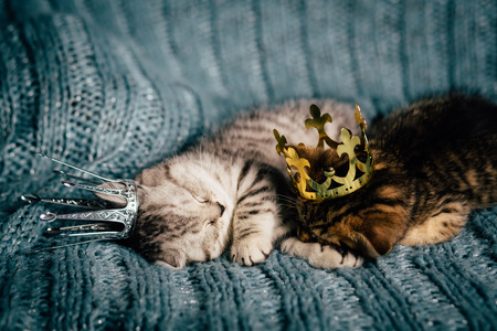 kitten babys cat animal smallの写真素材