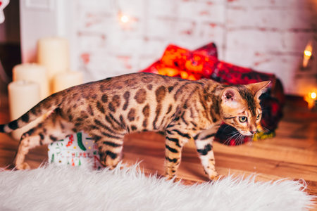 bengalcat kitten brown spotted bengal