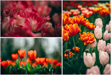 spring flowers, tulips in the gardenの写真素材