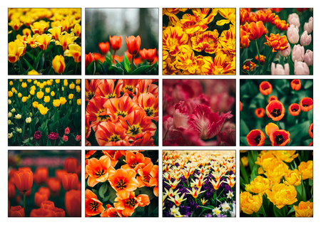 spring flowers, tulips in the gardenの写真素材