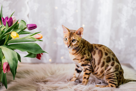bengal cat with spring flowersの写真素材