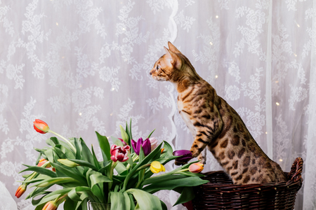 bengal cat with spring flowersの写真素材