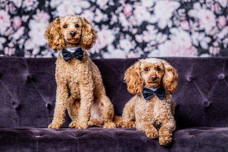 portrait of two brothers poodleの写真素材