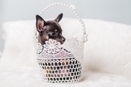 little chihuahua puppy in the gift boxの写真素材