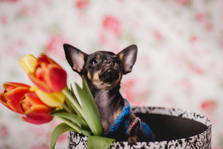 little chihuahua puppy in the gift boxの写真素材