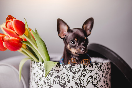 little chihuahua puppy in the gift boxの写真素材