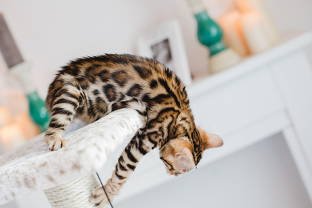 bengal cats babys leopard kittenの写真素材