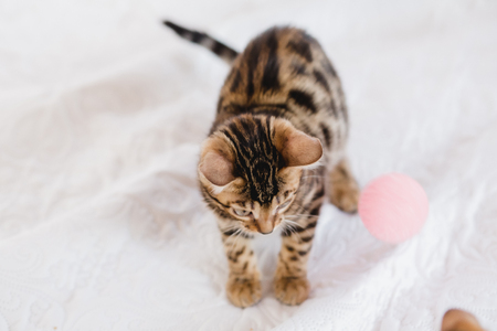 bengal cats babys leopard kittenの写真素材