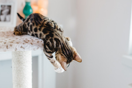 bengal cats babys leopard kittenの写真素材