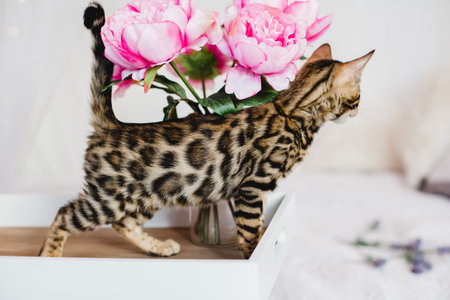 bengal cats babys leopard kitten