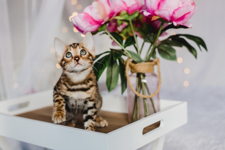 bengal cats babys leopard kittenの写真素材