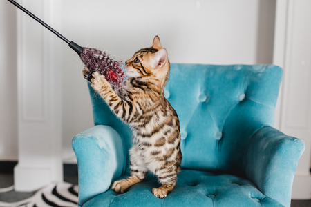 bengal cats babys leopard kittenの写真素材