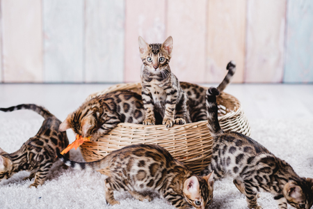 bengal cats babys leopard kittenの写真素材