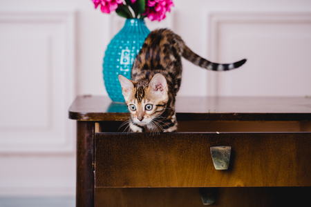 bengal cats babys leopard kittenの写真素材