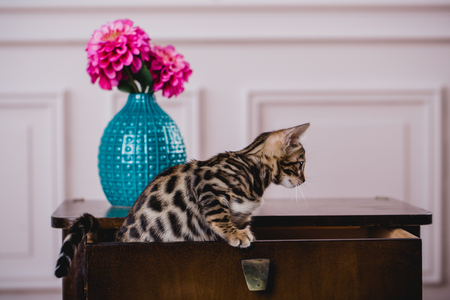 bengal cats babys leopard kittenの写真素材