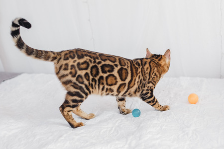 Bengal cat brown spotted petsの写真素材