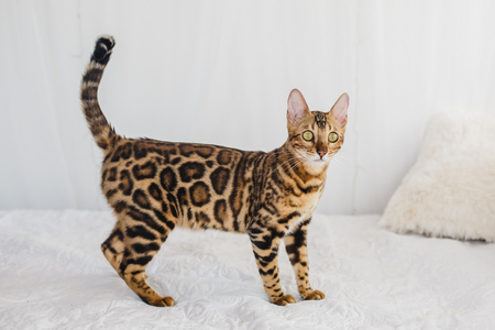 Bengal cat brown spotted petsの写真素材