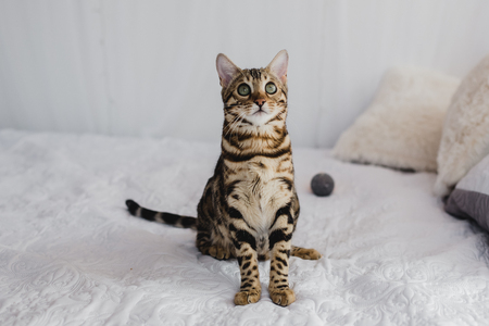 Bengal cat brown spotted petsの写真素材