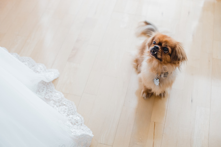 getting ready groom bride weddingの写真素材