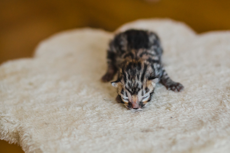 bengal little sweet kitty catteryの写真素材