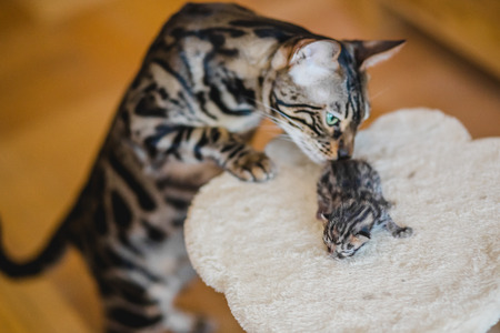 bengal little sweet kitty catteryの写真素材