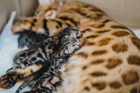 cattery of bengal cat this his kittenの写真素材