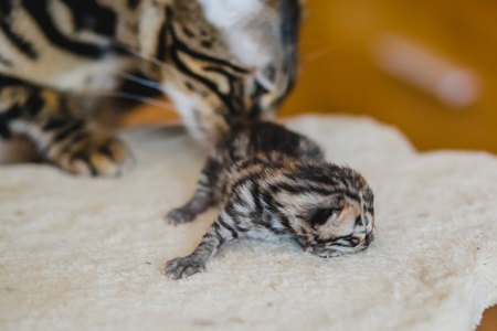 bengal little sweet kitty catteryの写真素材